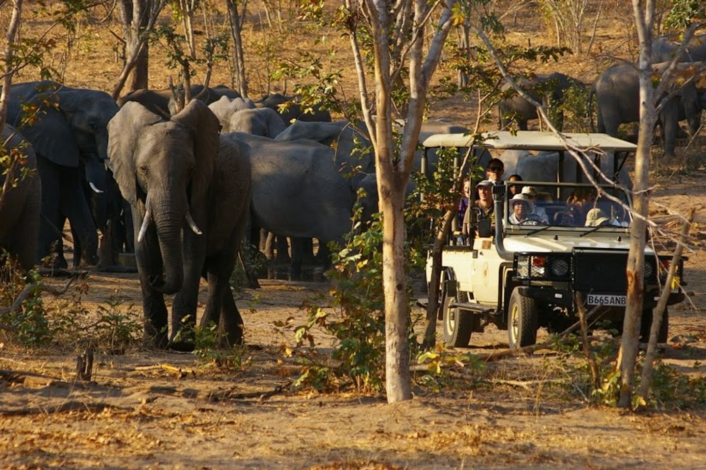 7 Days 6 Nights South Luangwa  National Park and Livingstone