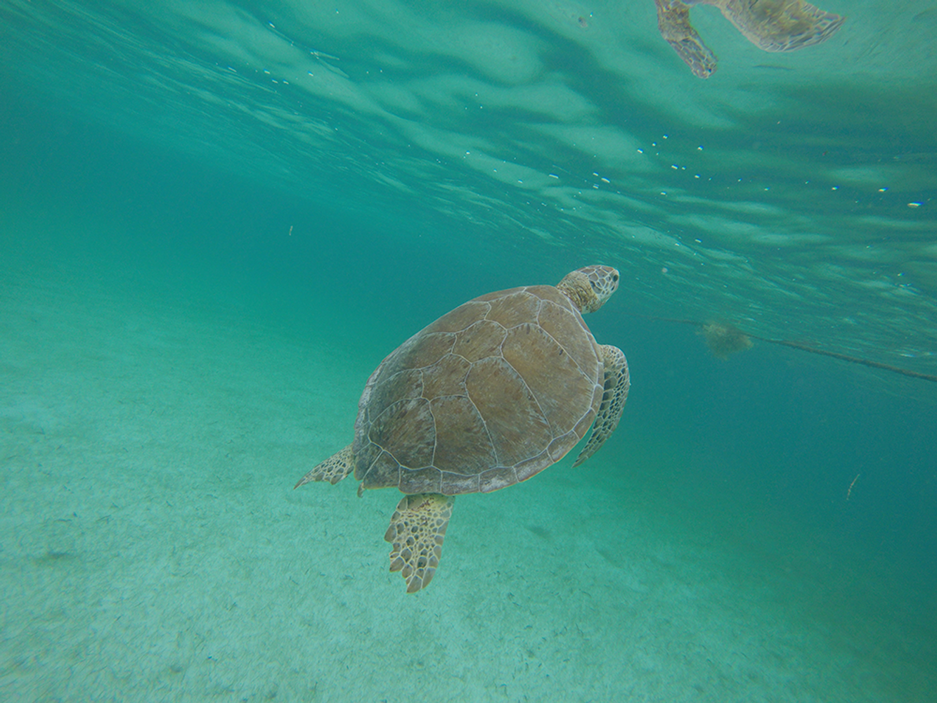Private Tour Swim Marine Turtles Akumal