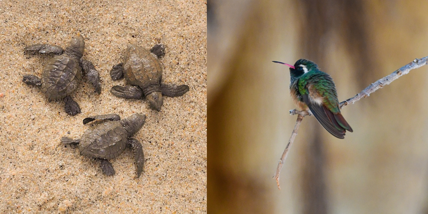 Sea to Sky - Sea Turtles and Mountain Ranch Experience