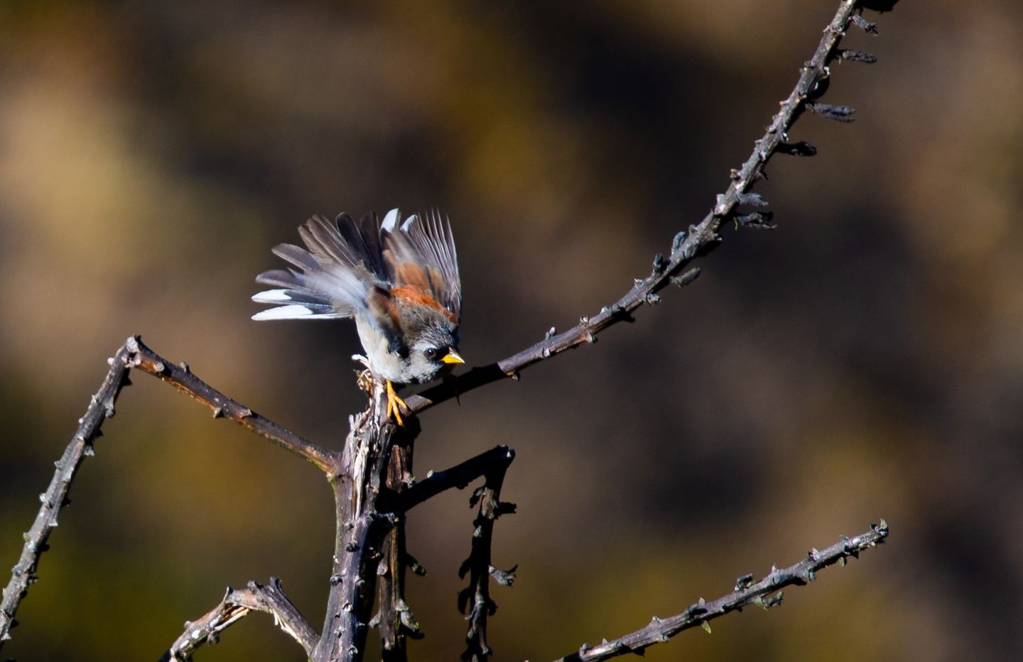 Birding and history of north Peru: Chiclayo to Cajamarca