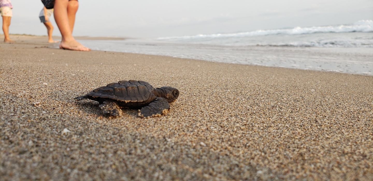 SEA TURTLES & WETLANDS