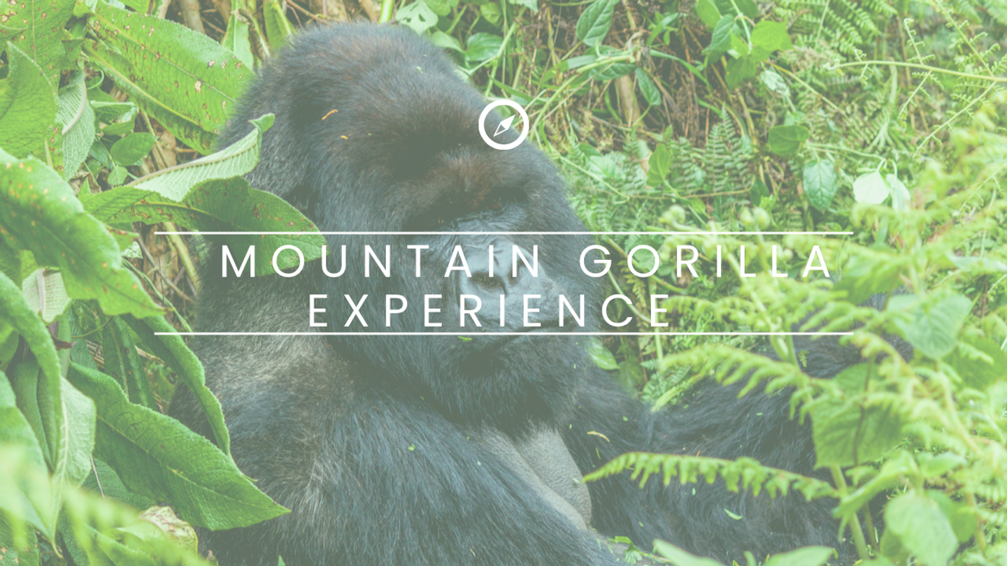 Mountain Gorillas