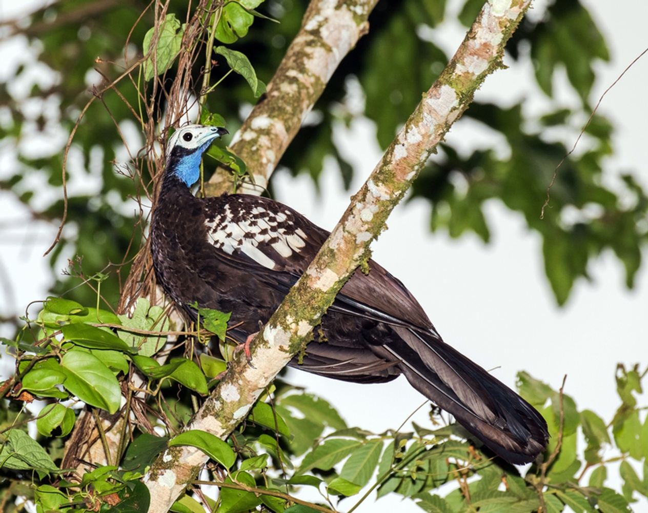 Trinidad & Tobago - Piping Guans, Bellbirds & More