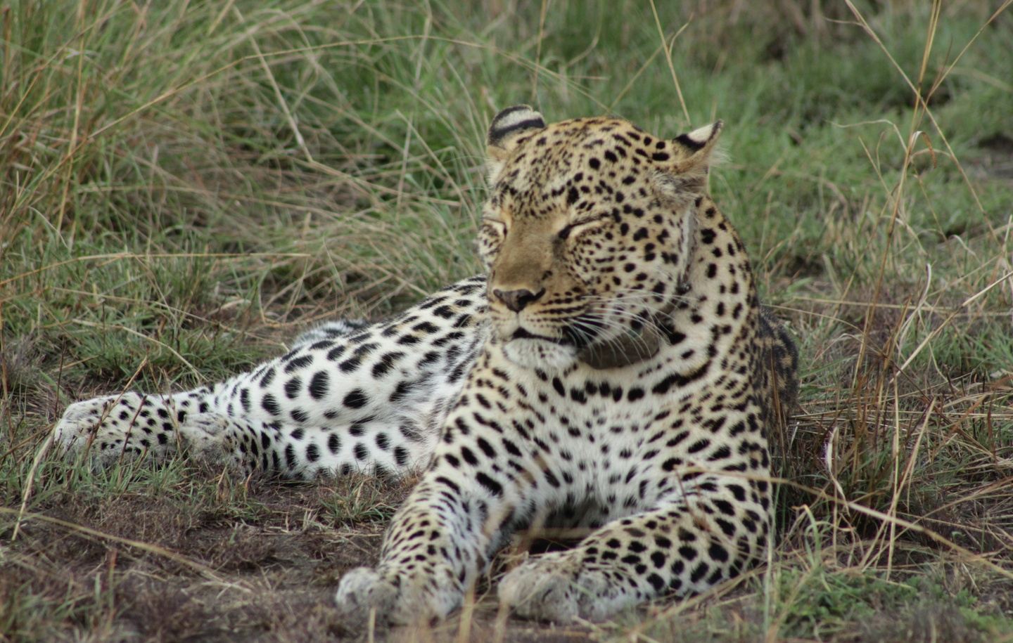 Samburu & Masai Mara Safari. Wildlife safari in Kenya