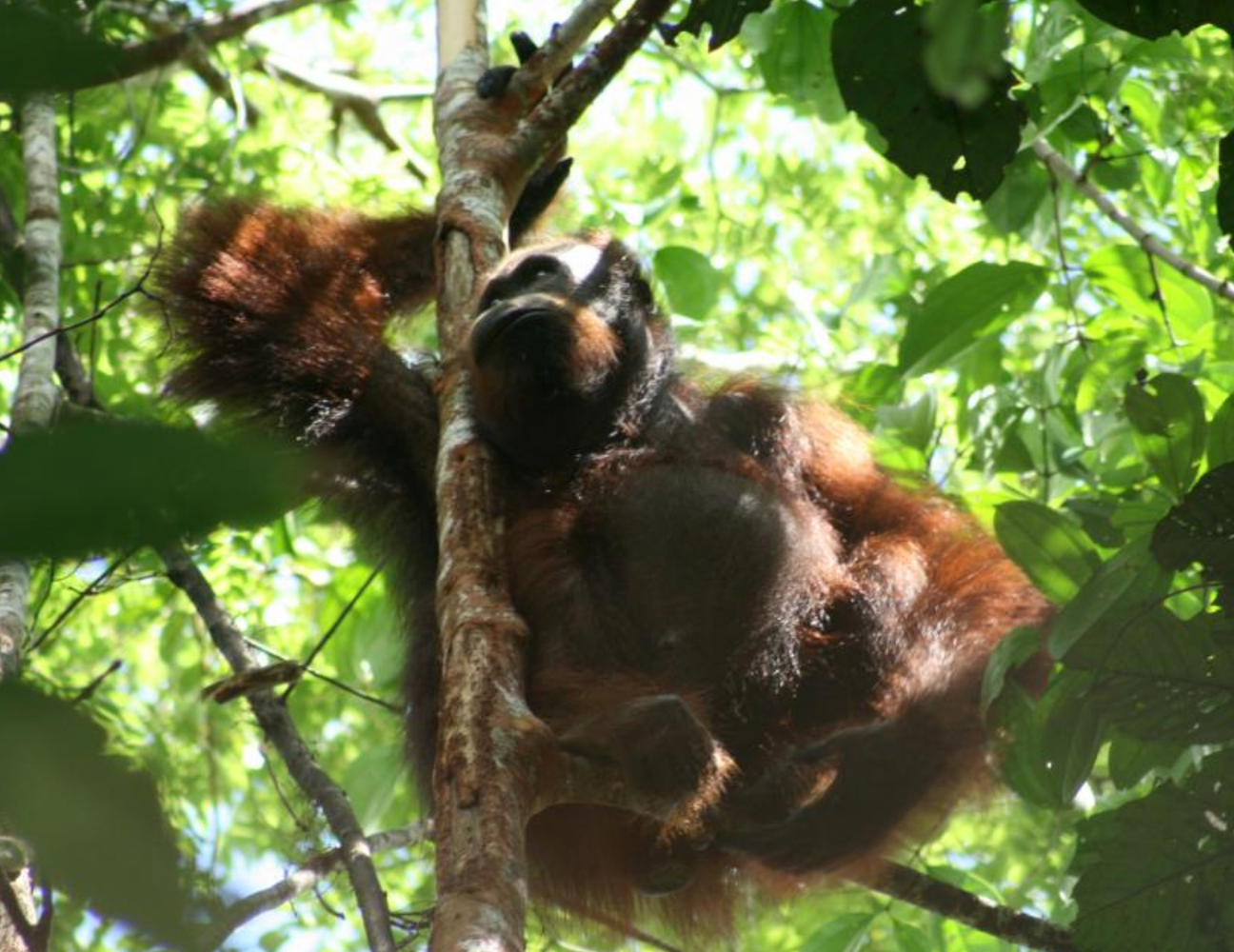 Borneo: Houston Zoo in Sabah, Borneo