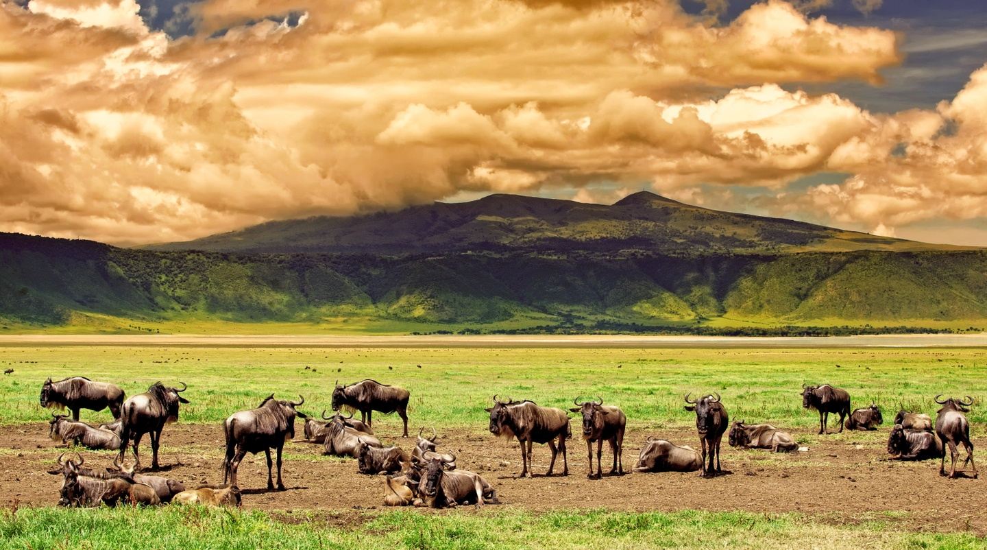 Epic Safari -Ngorongoro Crater, Tarangire, Lake Manyara