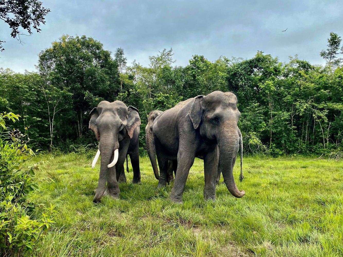 Kulen National Park Tour With Kulen Elephant Forest