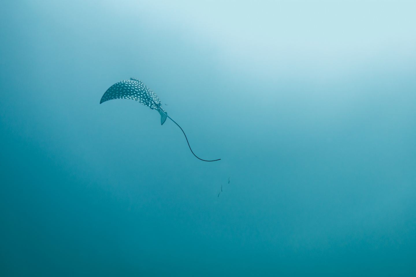 Dive with Mobulas in Cabo in cabo san lucas, mexico