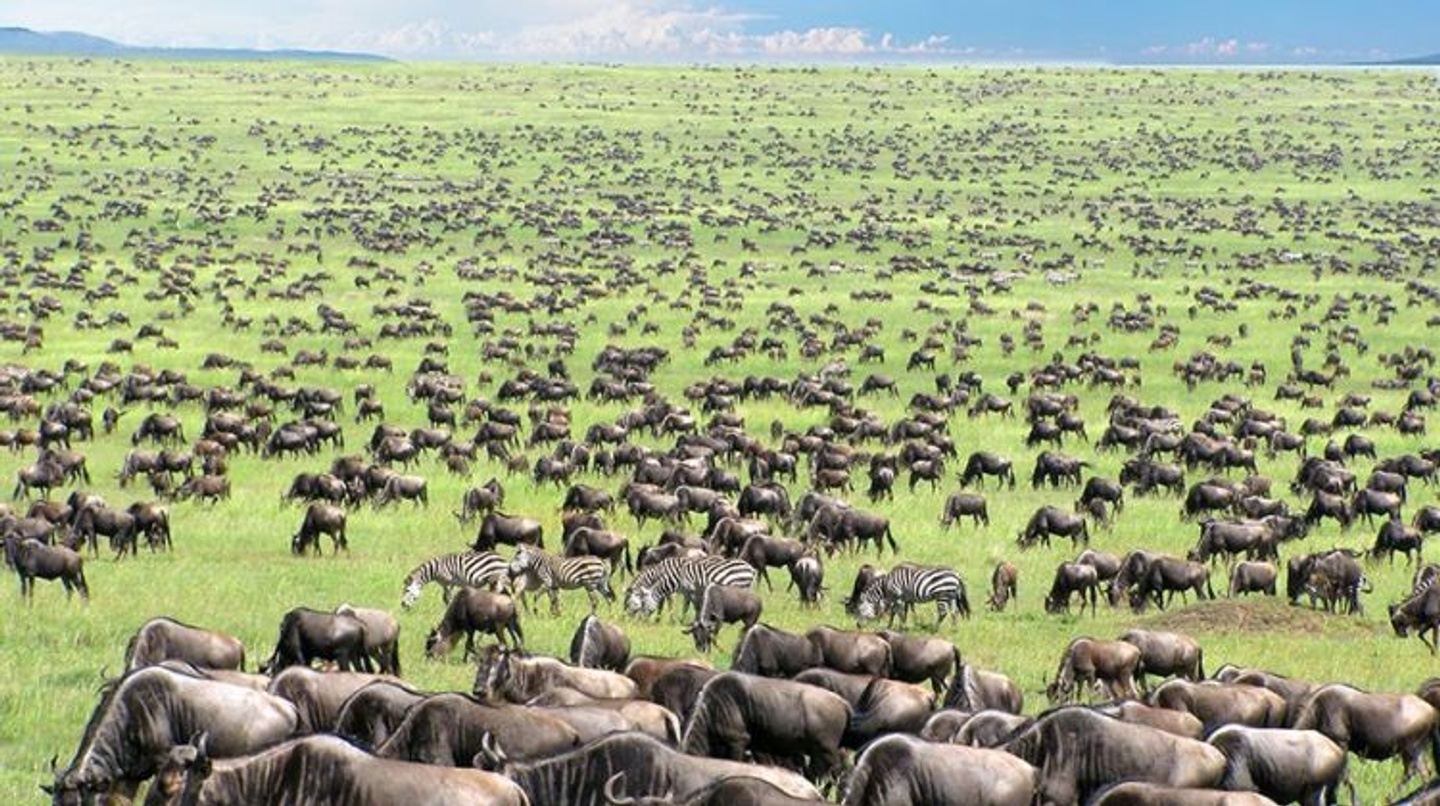 Explore serengeti Tanzania