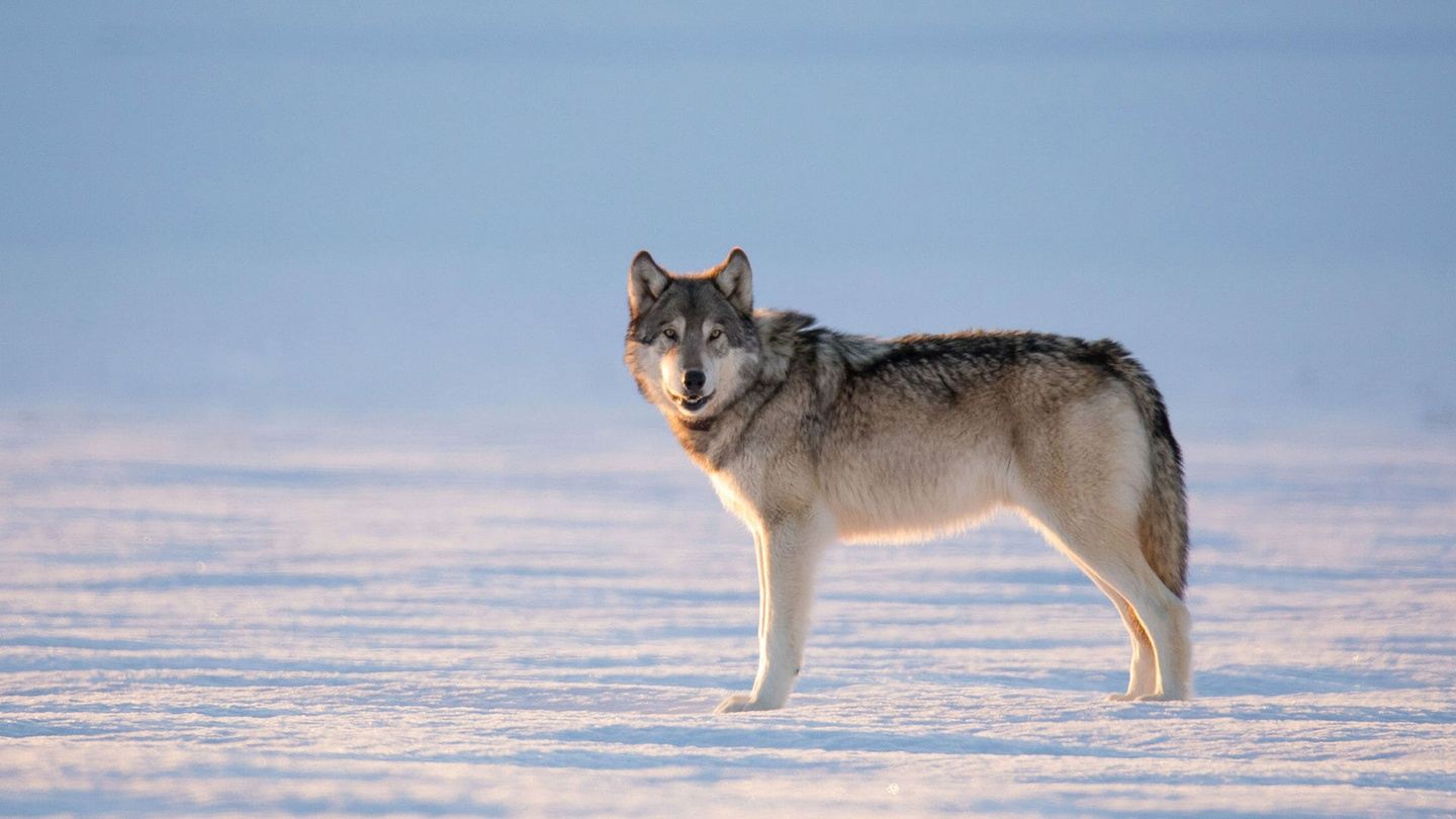 2025: Women's Yellowstone Winter Wolves Wildlife Adventure