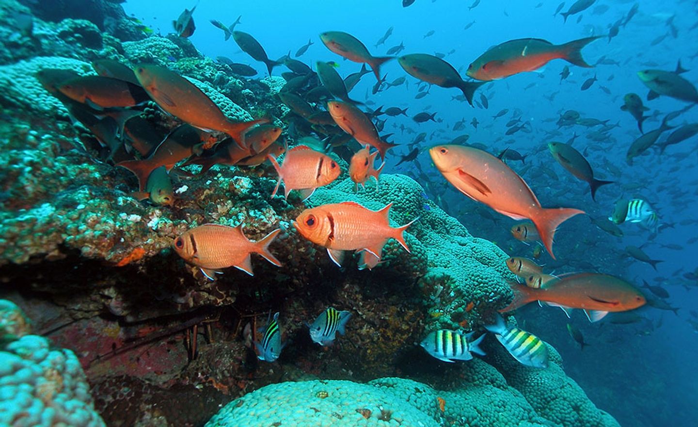 Dive Flower Garden Banks in August