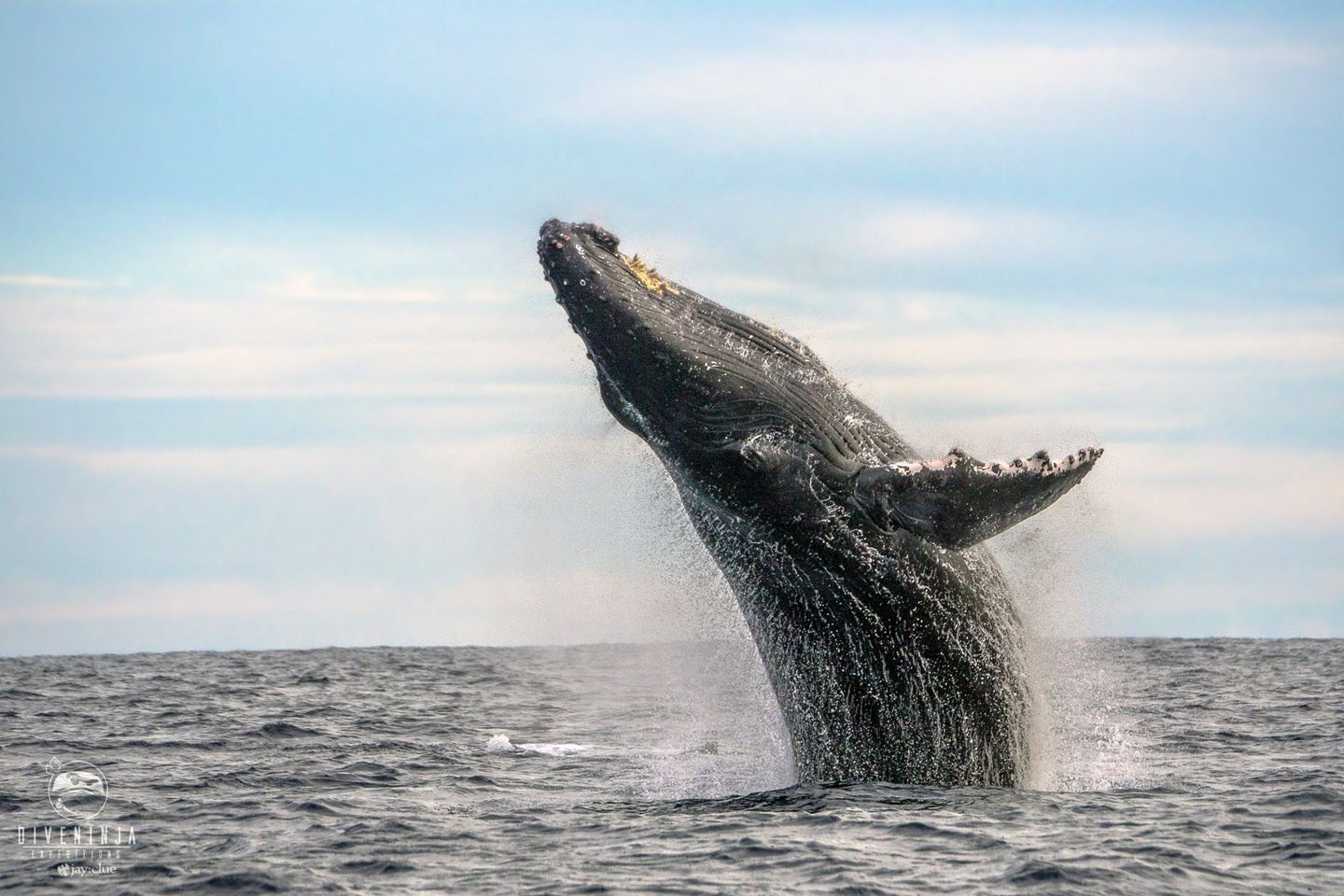 Humpback Whale watching tour