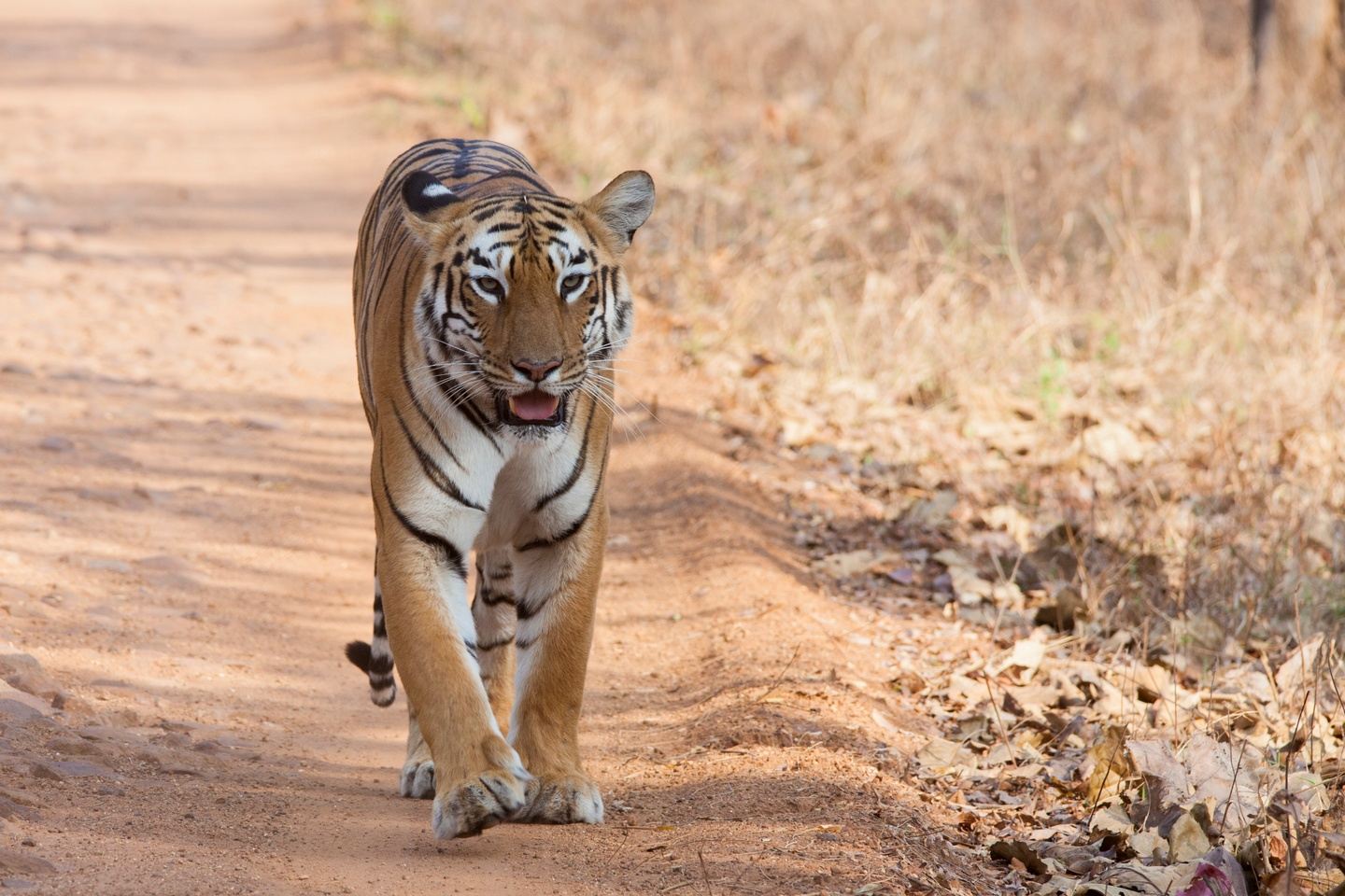 Private Wildlife Safari Tour Of Central & South India