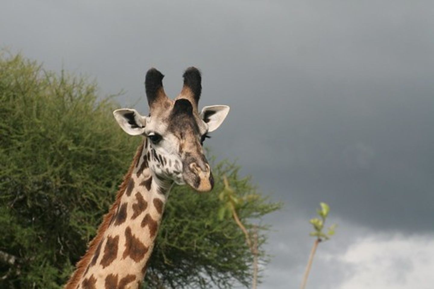 5 Days Serengeti migration Safari Tour.