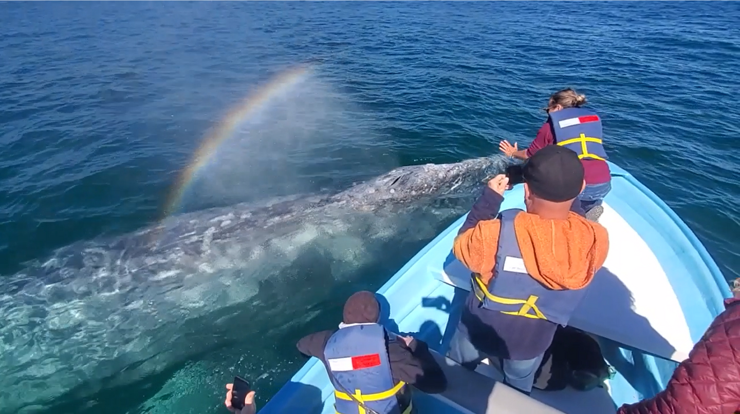 Up close with Gray Whales Day Trip Baja Mexico