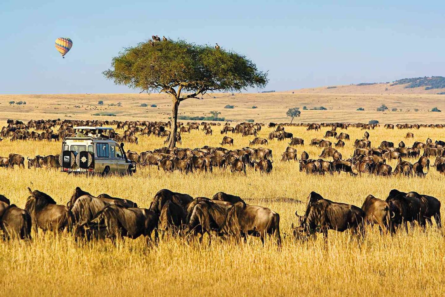 Discovering the Wildebeest Migration