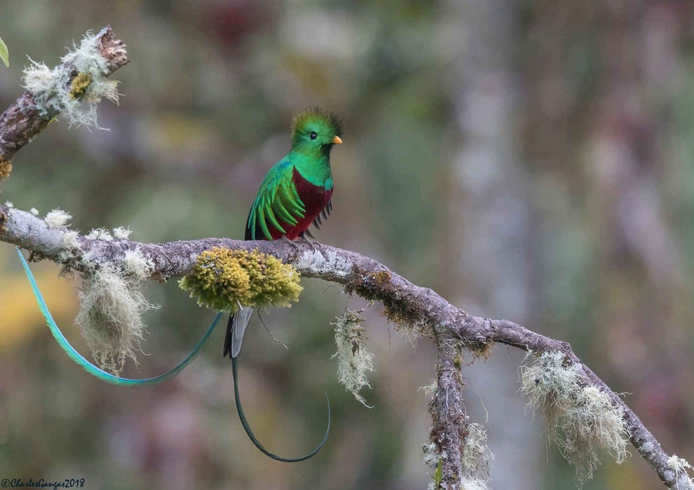 COSTA RICA BIRD PHOTO TOUR 2025 in Costa Rica