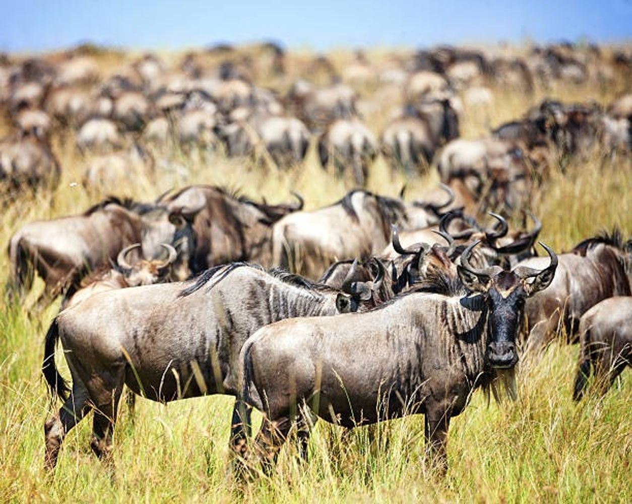 5 Days Tanzania Serengeti migration Safari in Southern Ndutu