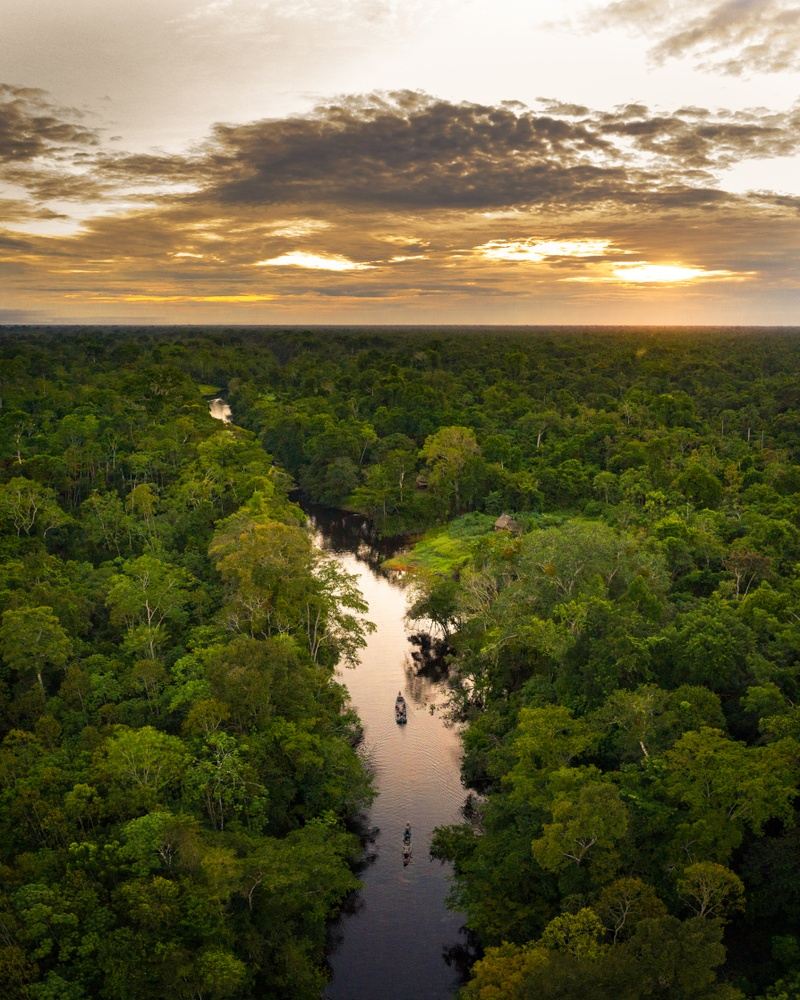 Amazonas Omvocado