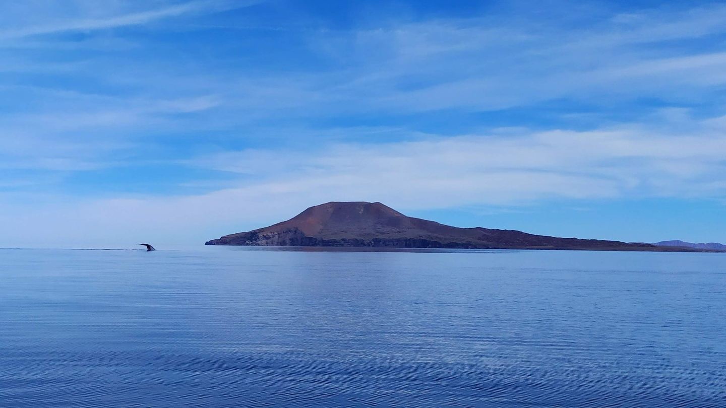 Viaje a Loreto con Ballena Gris y Azul