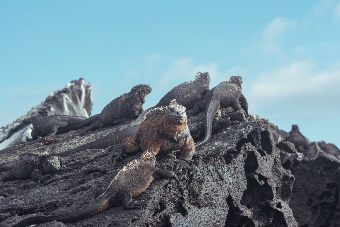 Galapagos By Sea Itinerary A 6d-5n Customized Trip