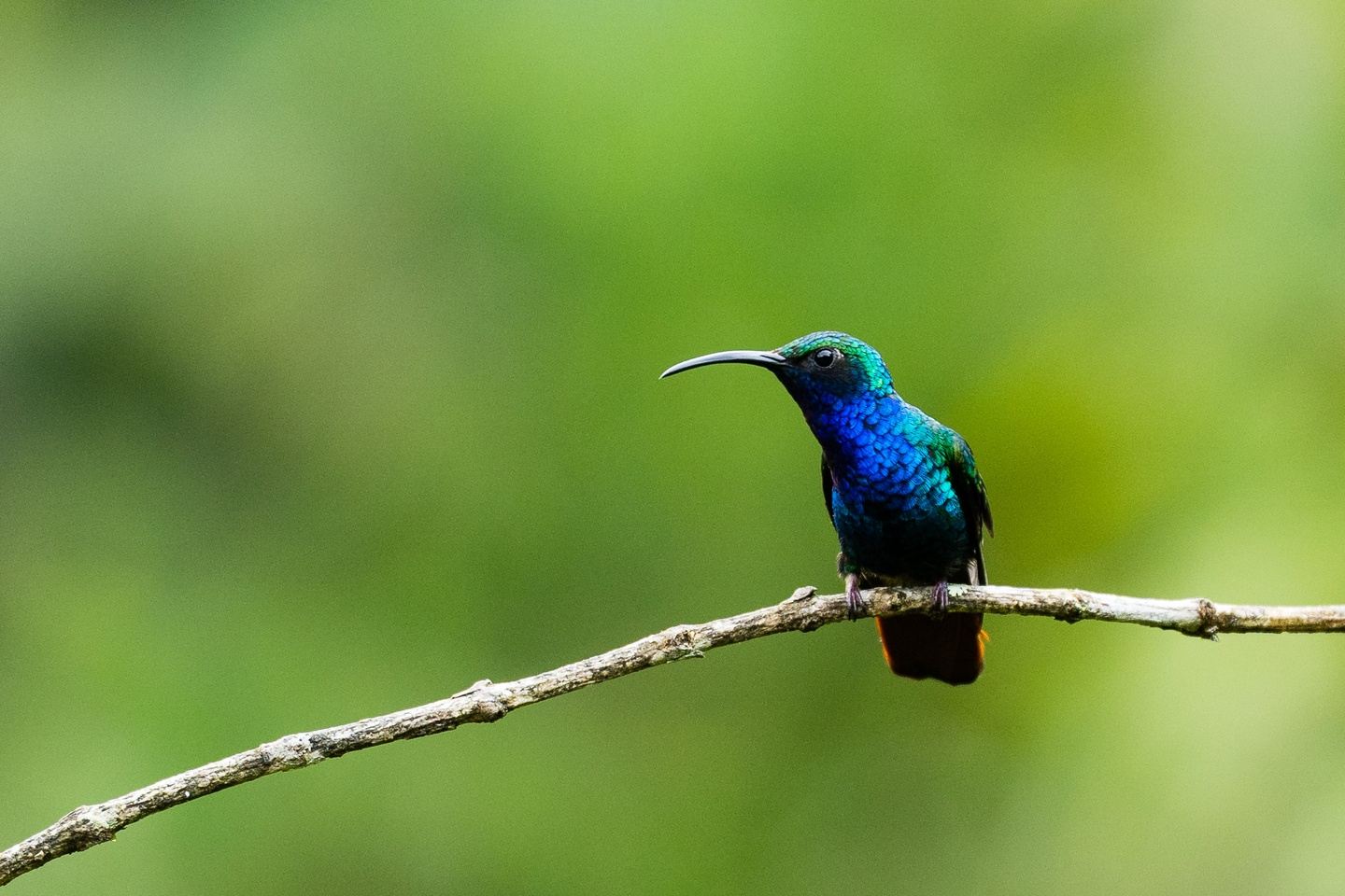 Colombia: # 1 Birding Destination in South America - 13 days