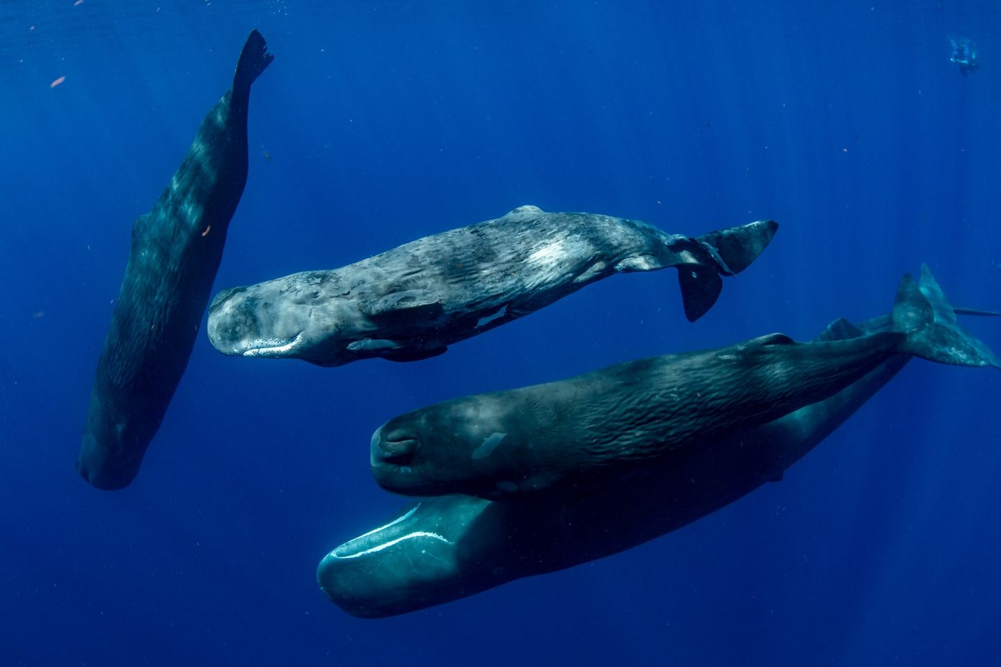 Swim with Sperm Whales, Dominica