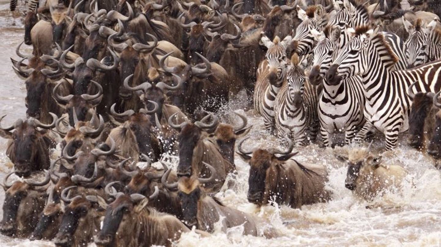 The greatest 9 days Serengeti wildebeest migration safari