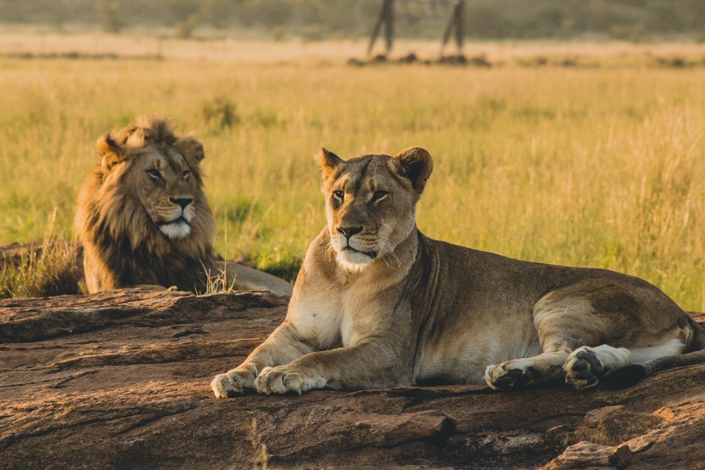 4 Days Serengeti and Ngorongoro Crater Safari