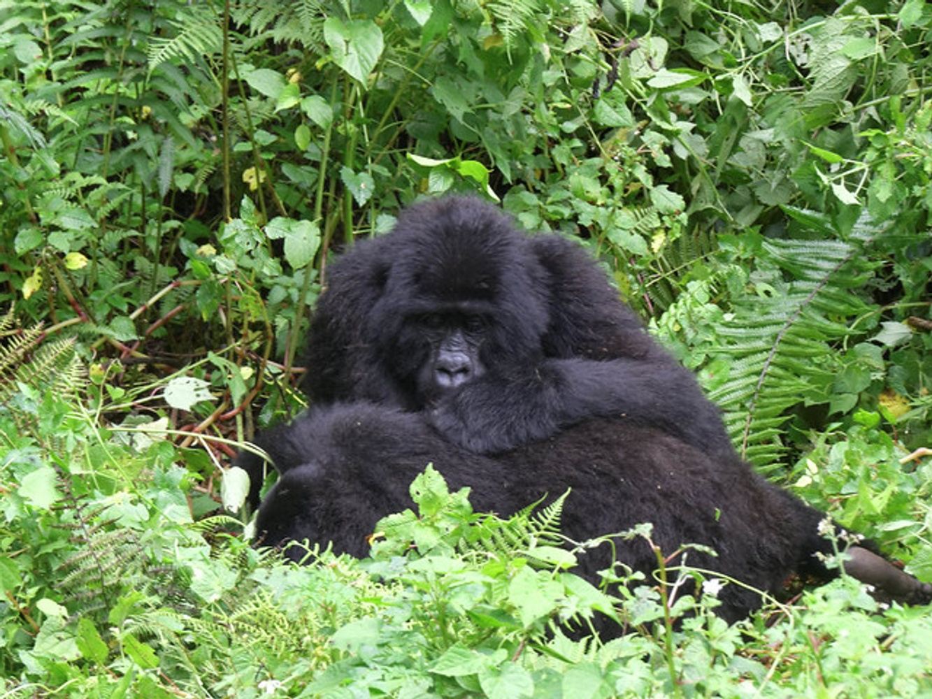 5 Days Gorilla Mist Encounter Safari