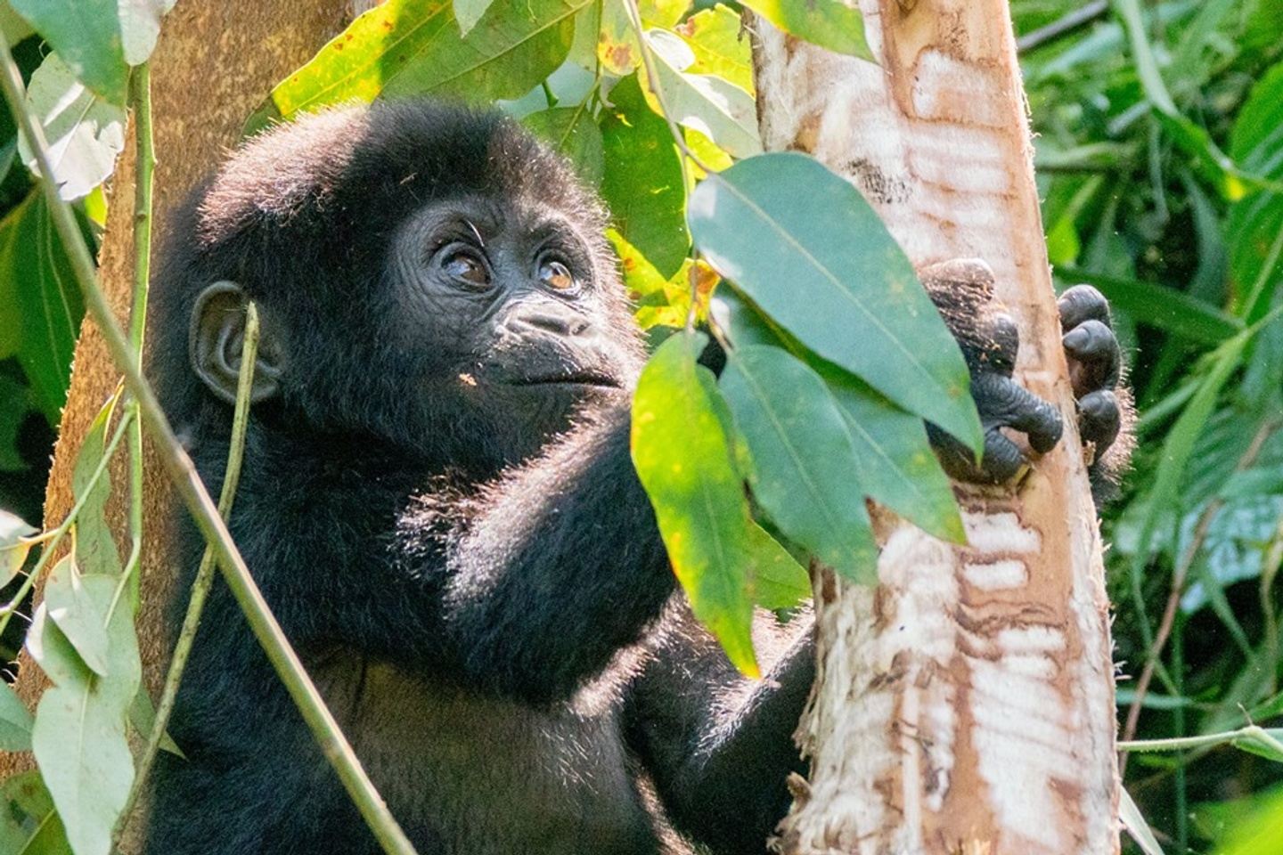 Uganda Experience