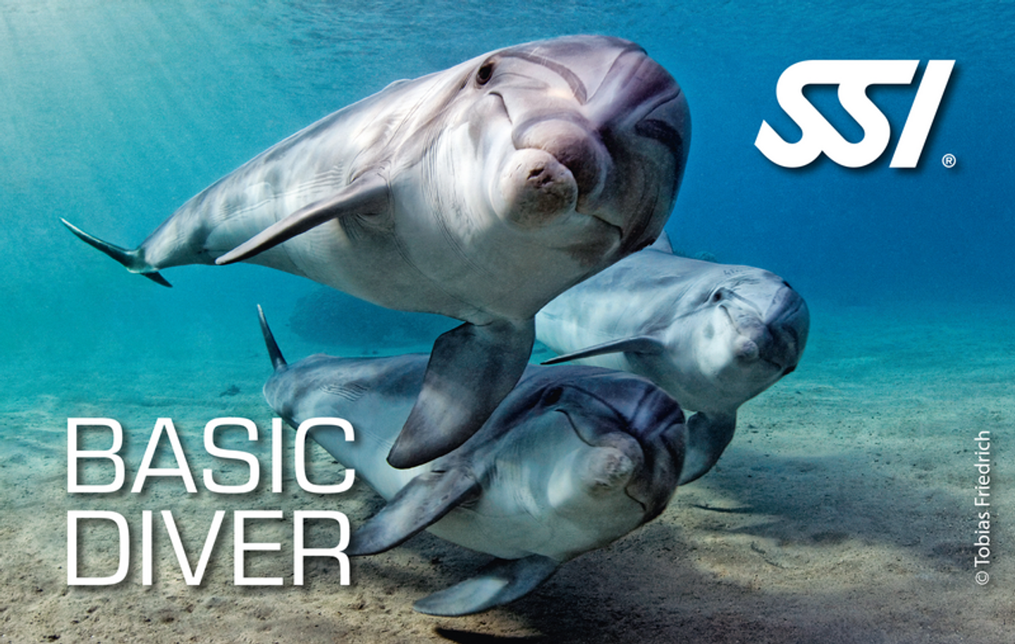 SSI Basic Scuba Diver, 1 pool session & 2 dives in the ocean