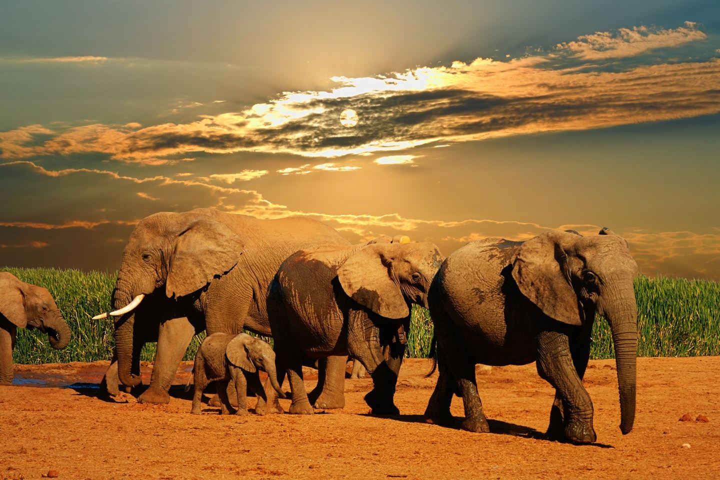 Yoga and Safari