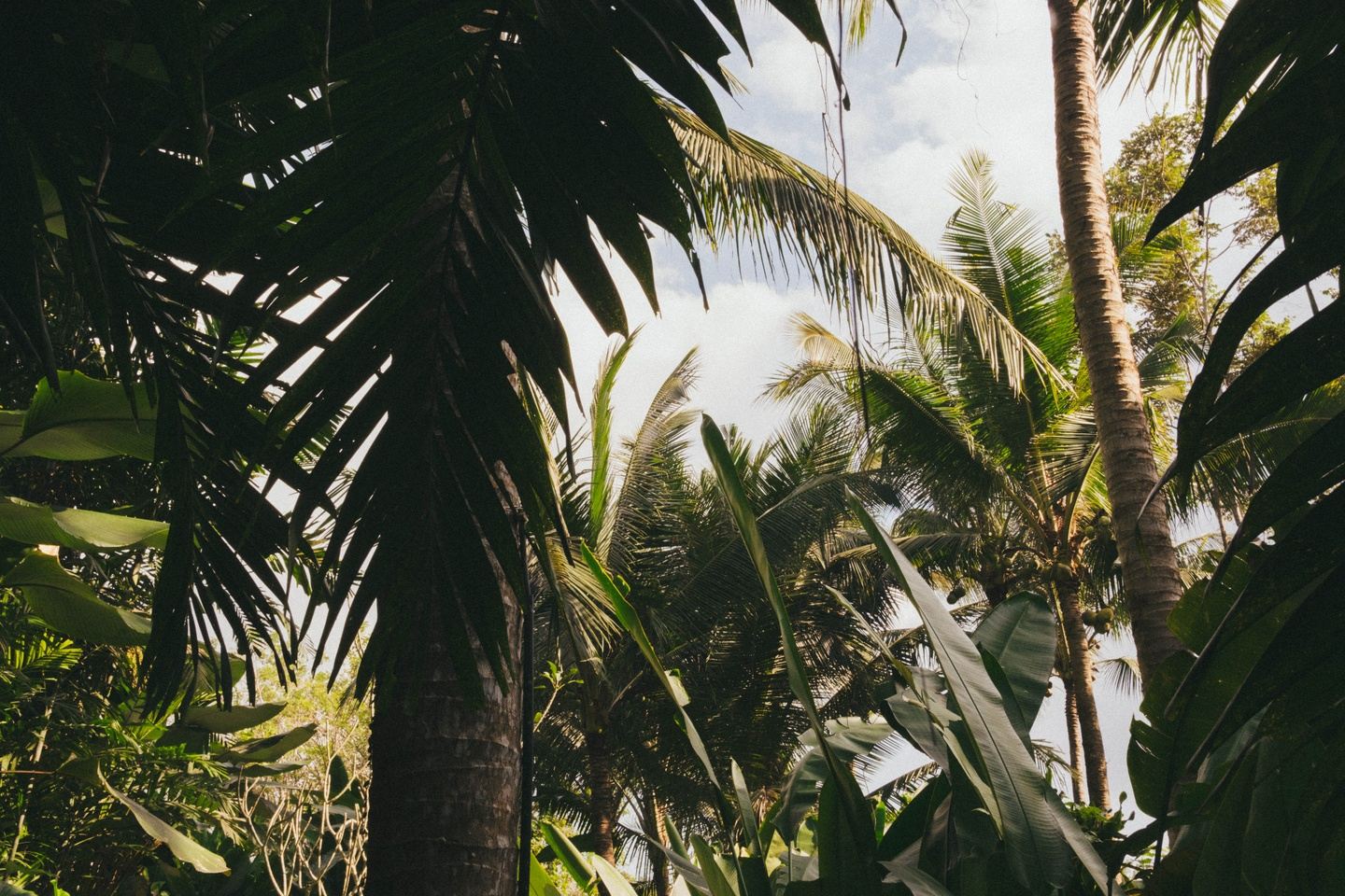 ESCAPISM | BALI | Signature