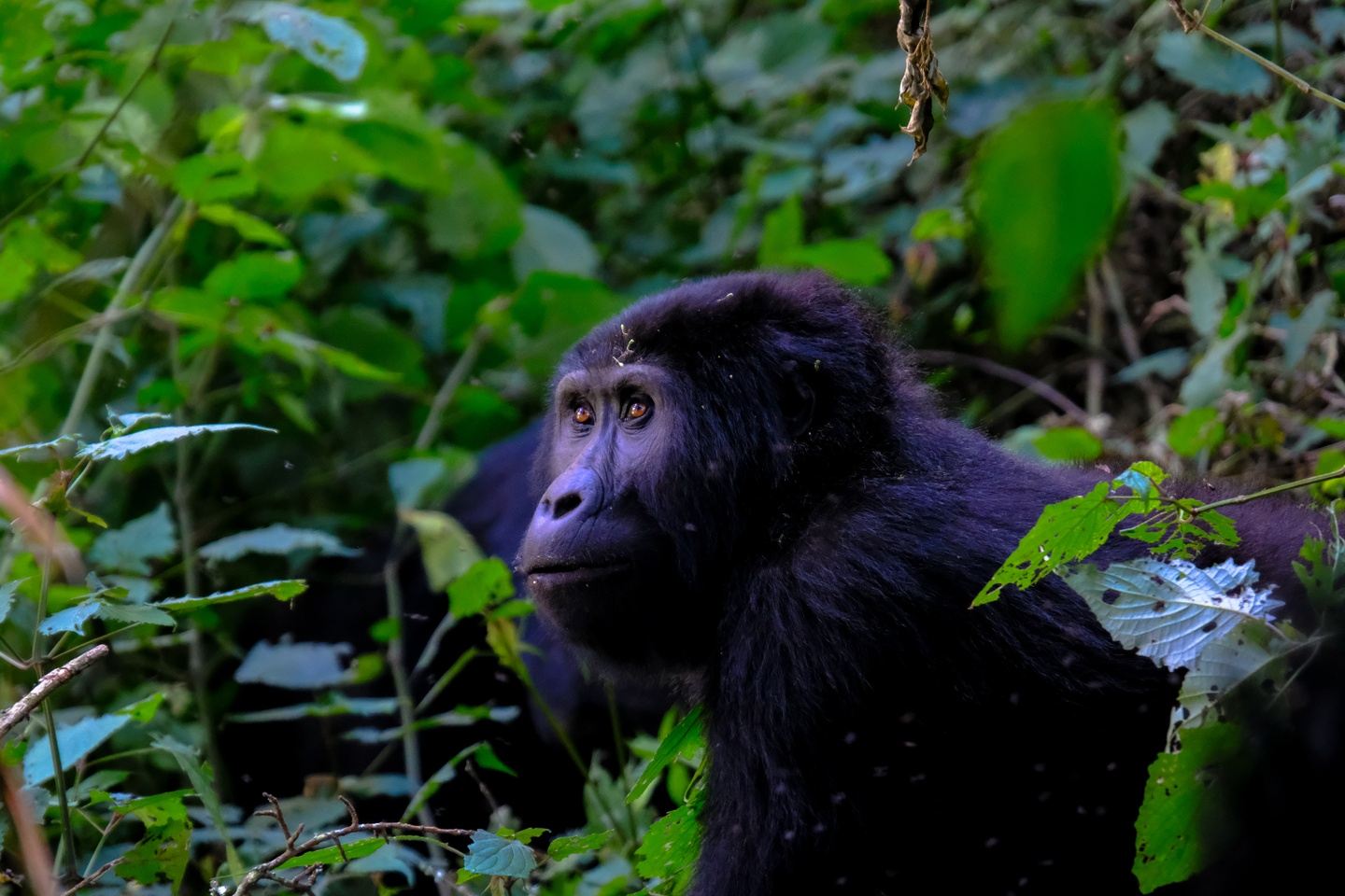 3 Days Gorilla Safaris Uganda