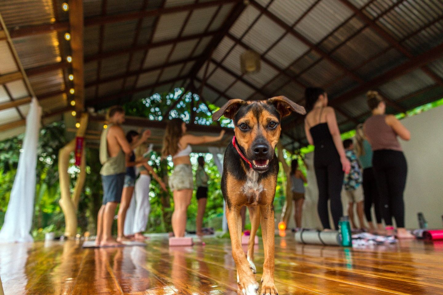 7 Day Deepen Your Practice Yoga Retreat in Costa Rica