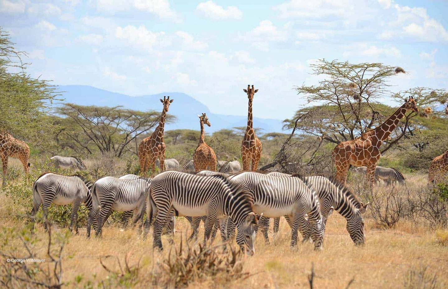 6 Days Samburu Frontier, Lake Nakuru Paradise & Masai Mara Wonder