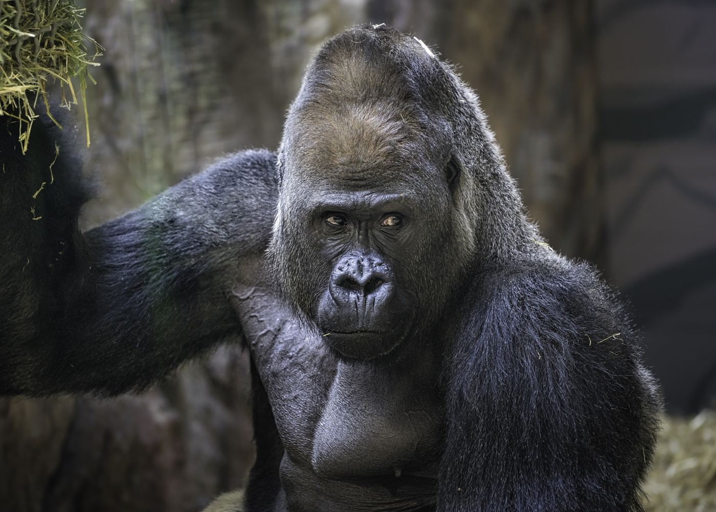 2-Day Gorilla Trekking Adventure