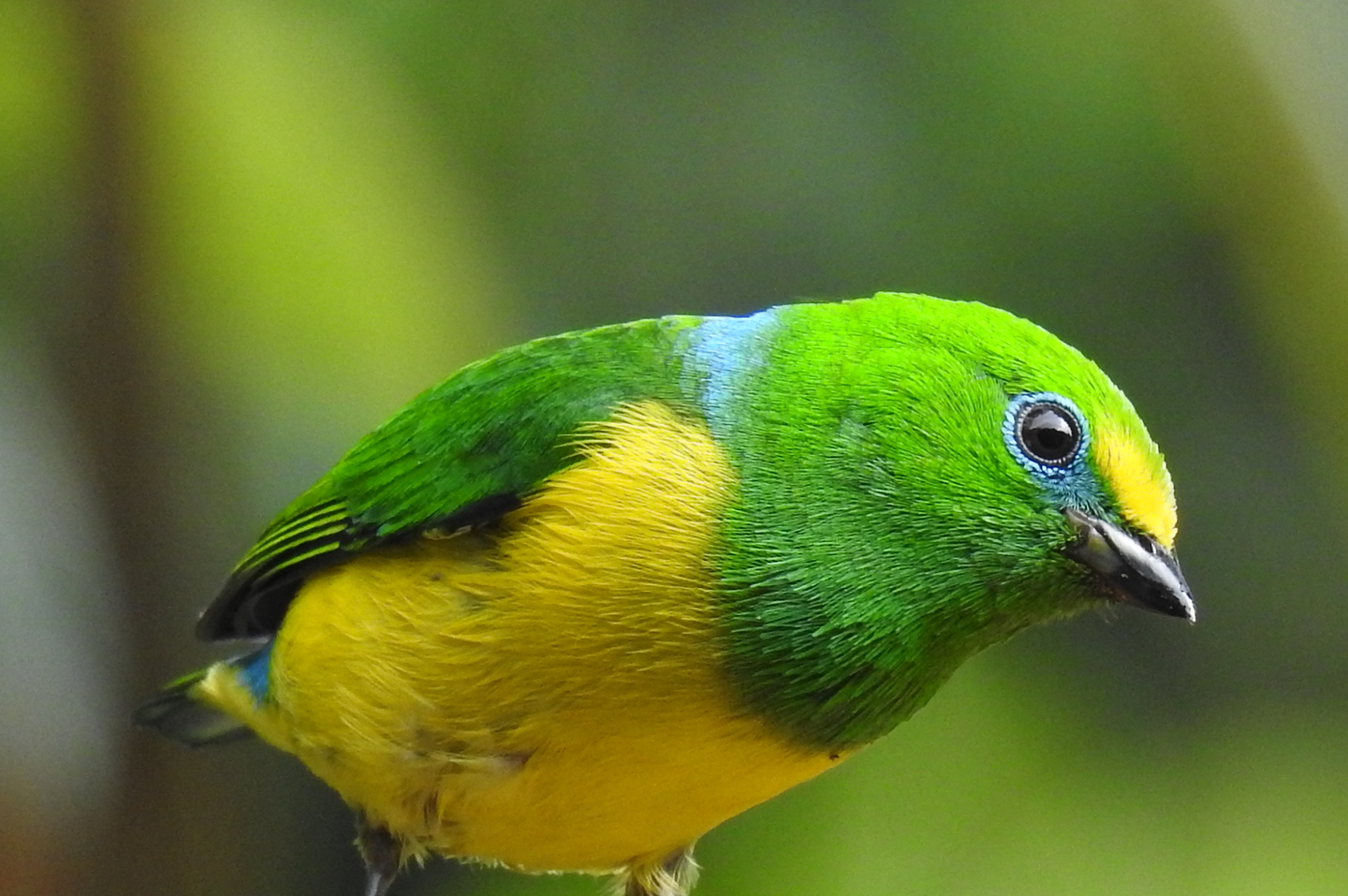 Birding The Caribbean & Sierra Nevada of Santa Marta, Colombia