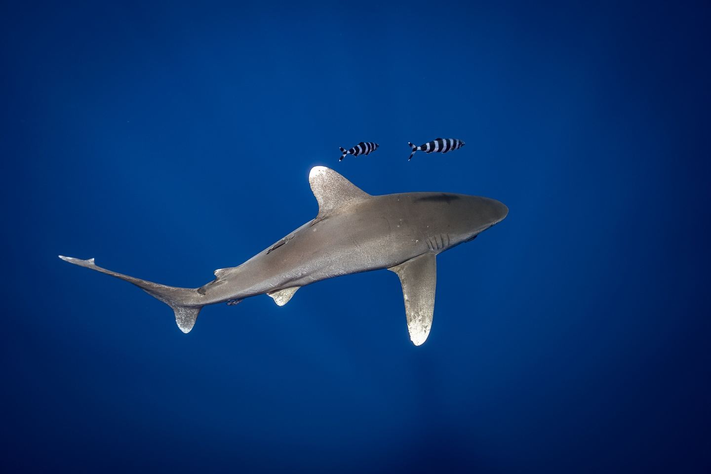 Red Sea Sharks & Reefs 2024