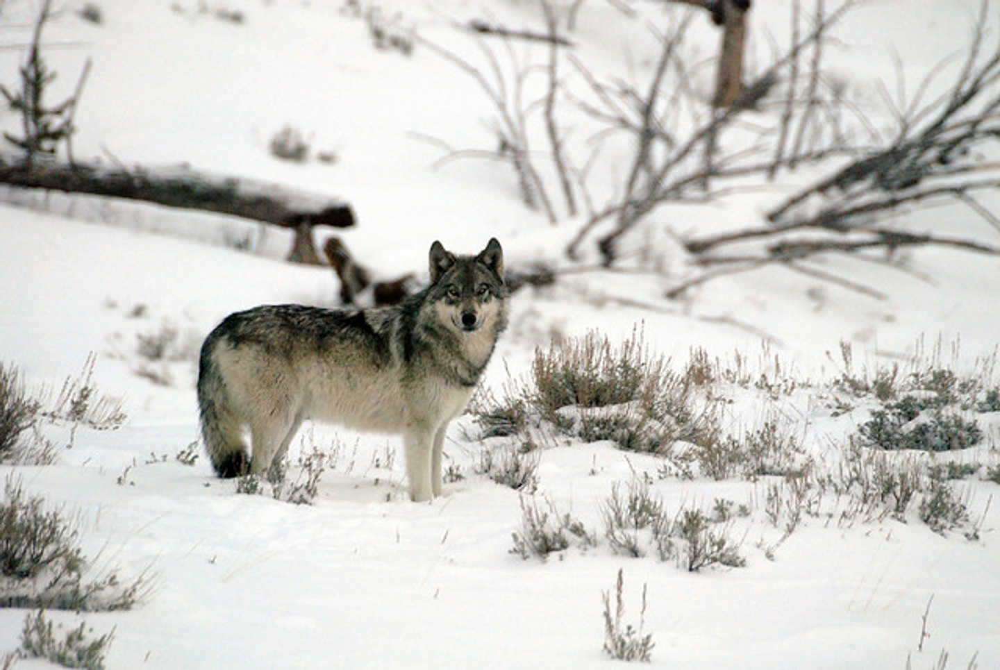 2025: Women's Yellowstone Winter Wolves Wildlife Adventure