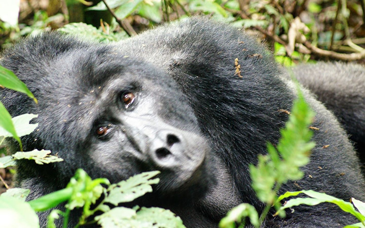 2024: Uganda Safari Mountain Gorilla Trekking Women's Travel Group