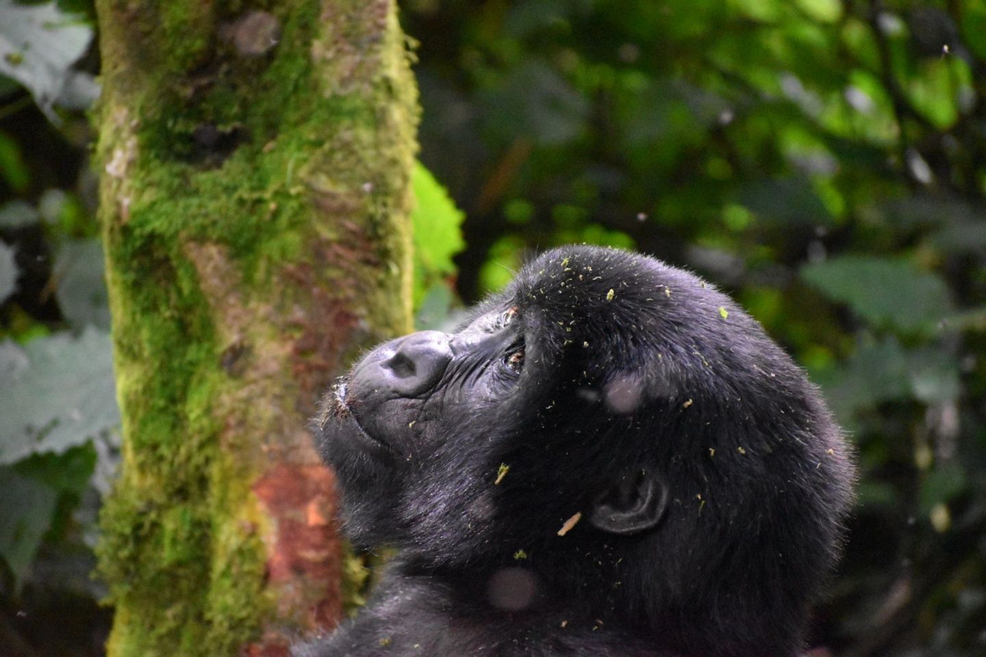 Gorilla & Chimp Trekking - June /December 2025