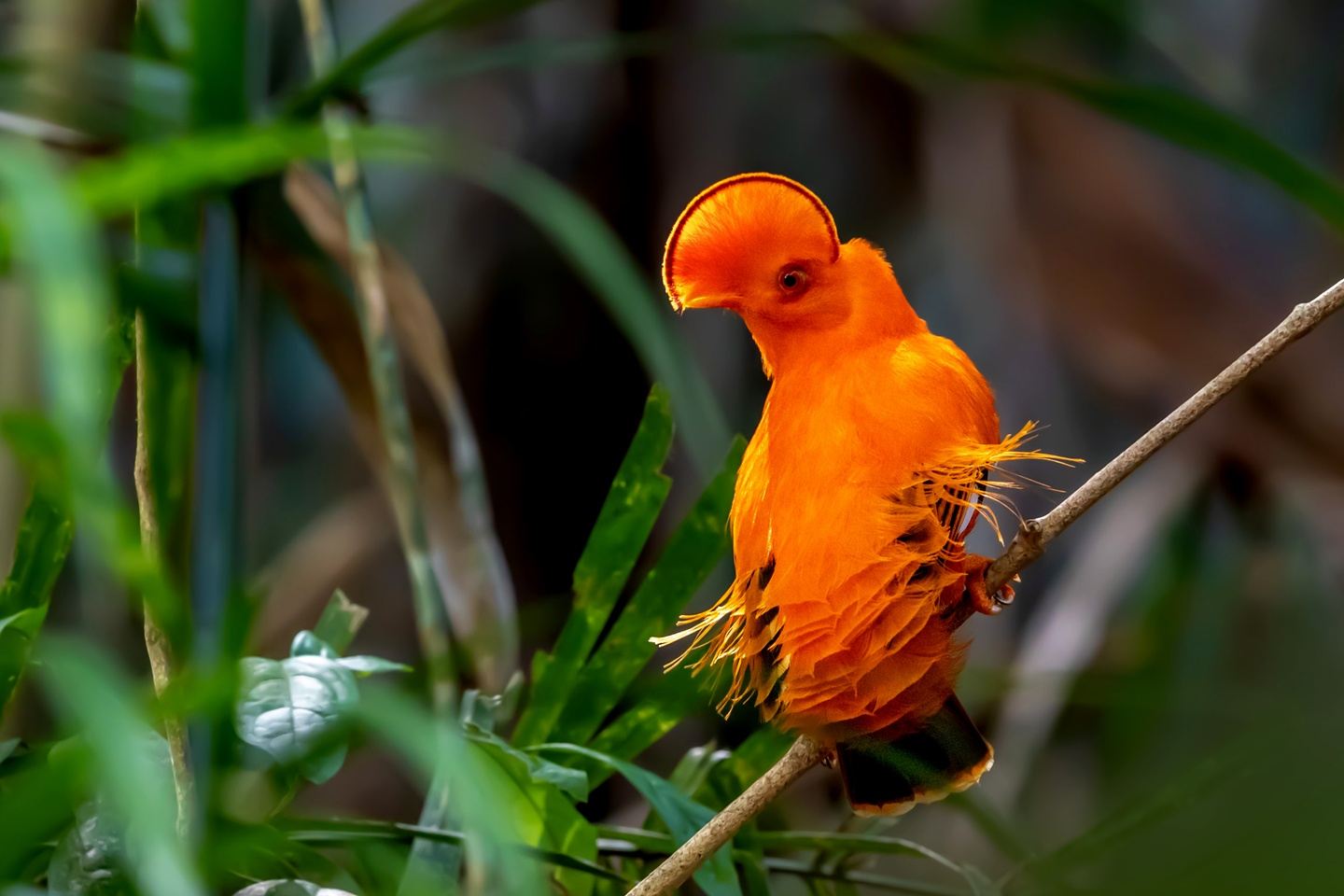 Amazon Birding Expedition for Women