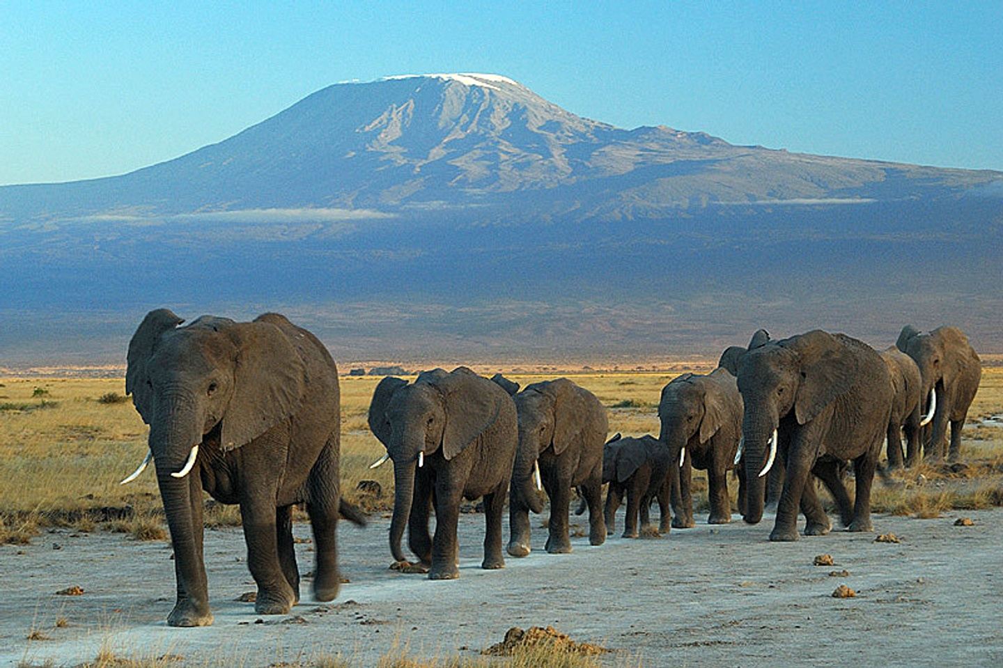 3 Day Amboseli Safari