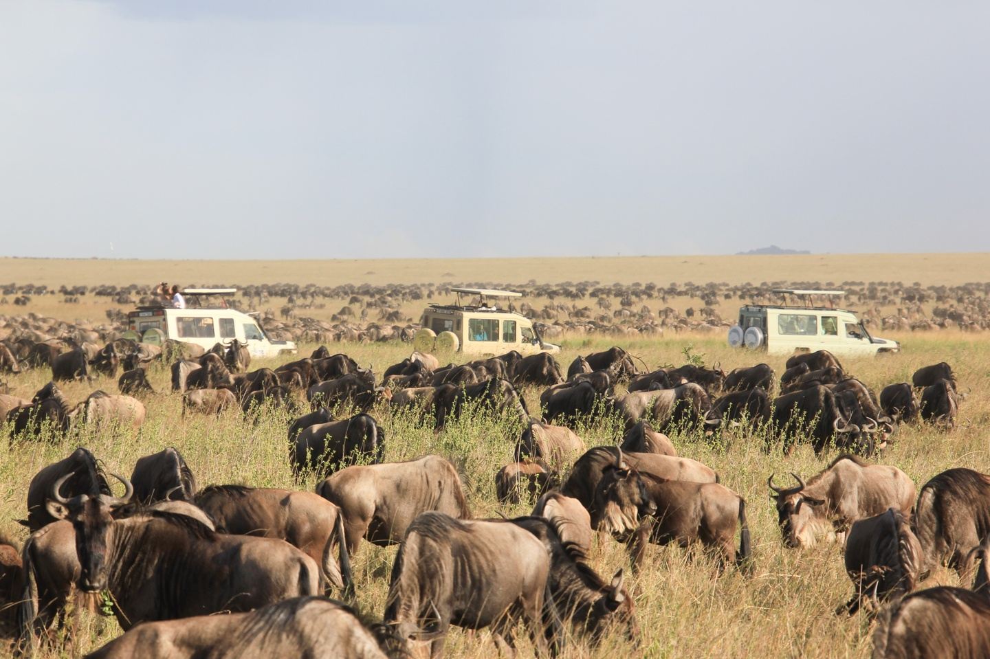 5 Days Wildebeest Migration Safari-Green Season (April & May)