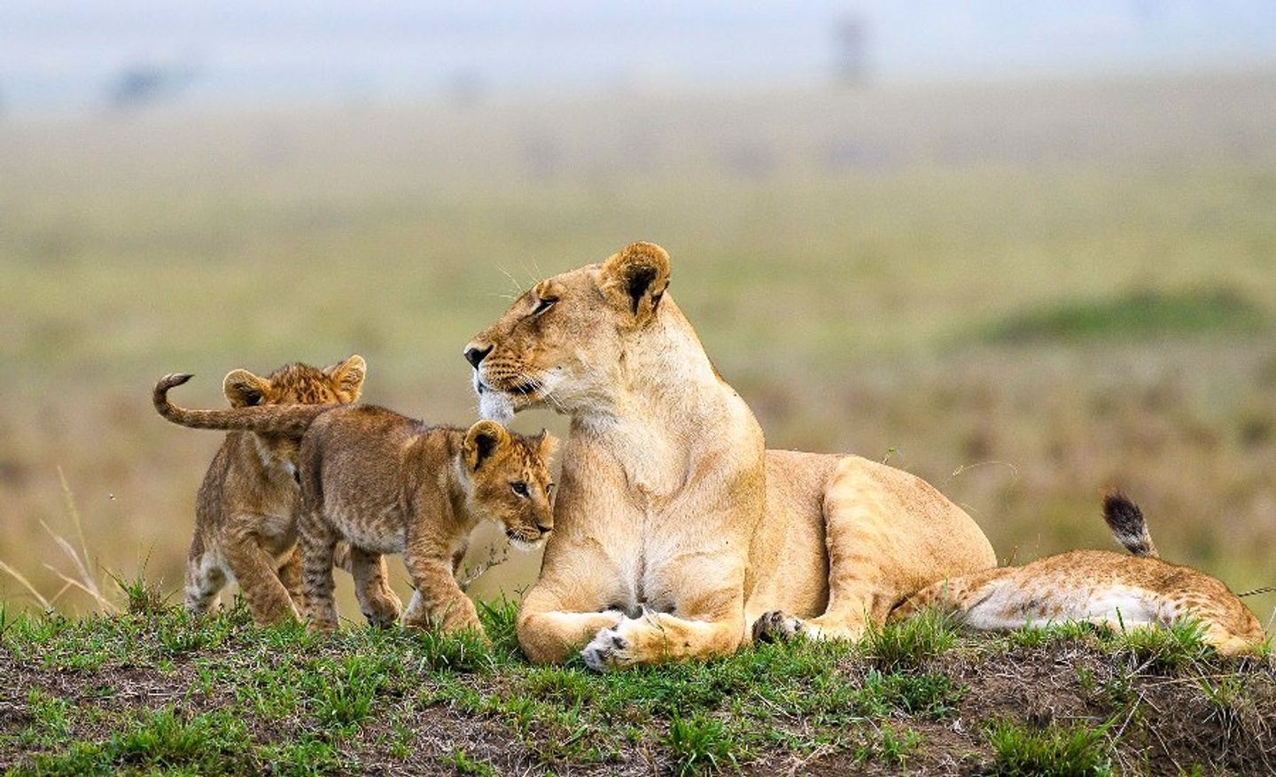 7 Days - Seeds of Wisdom Kenya Culture & Wildlife Safari 2023