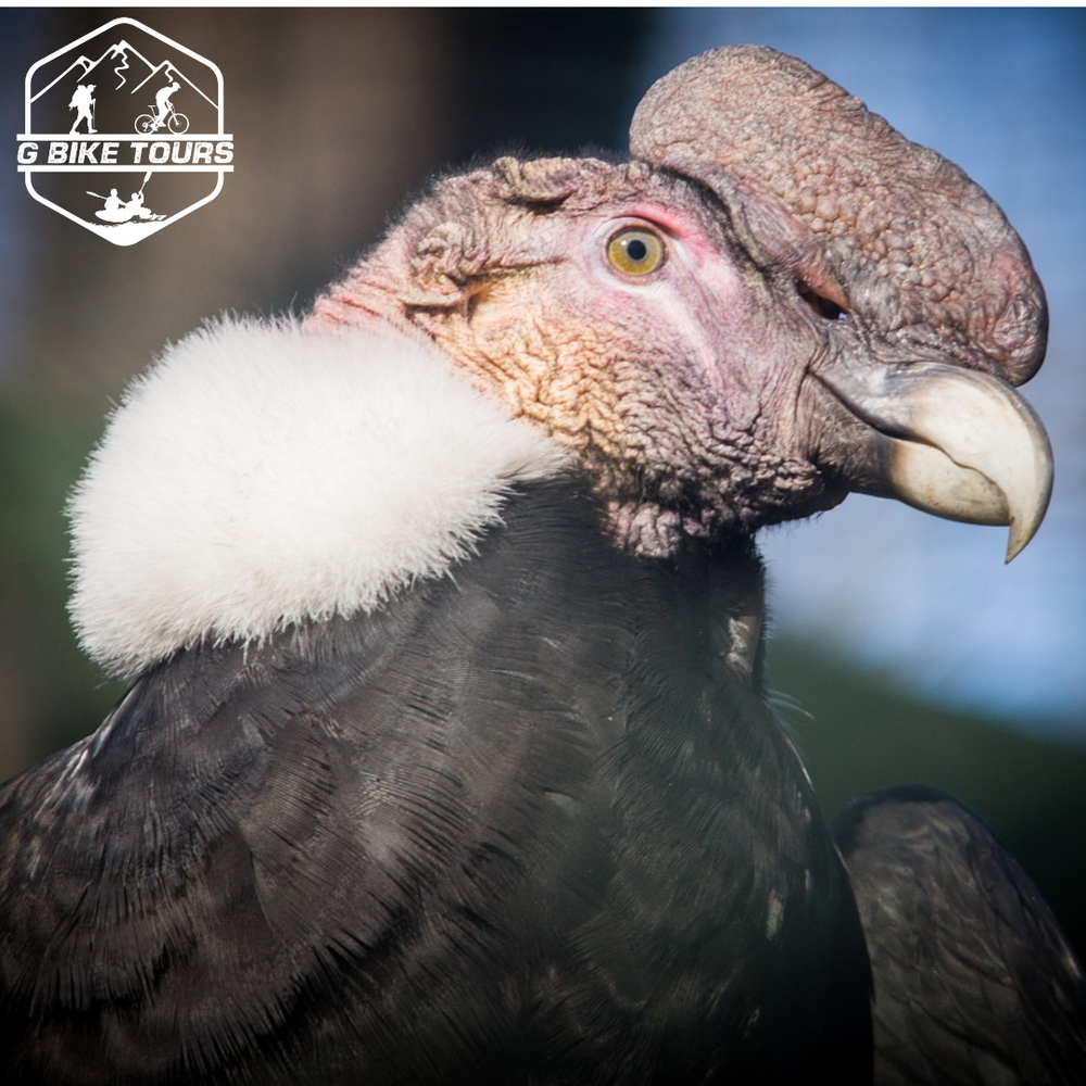 ruta del condor 5d/4n
