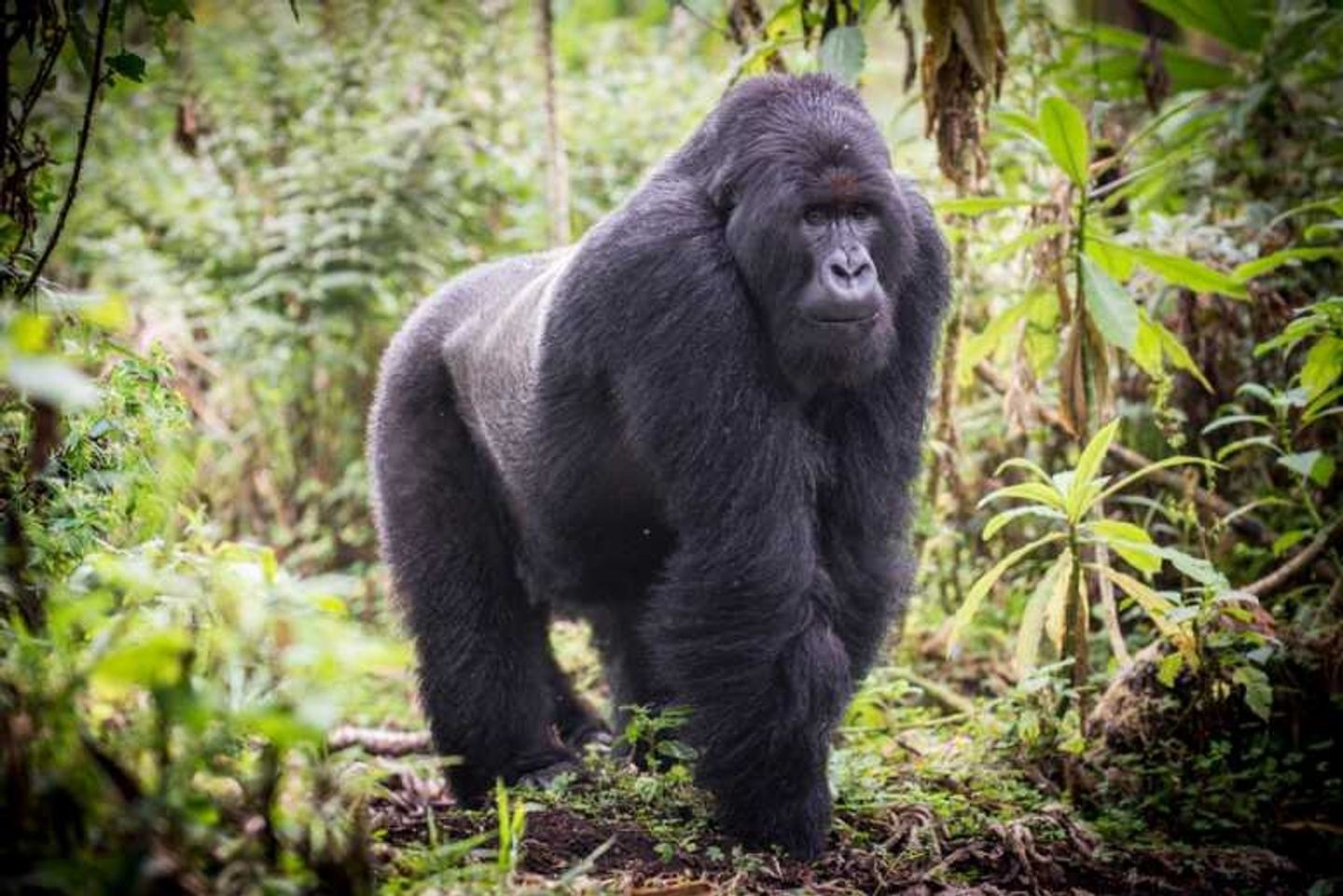 7 Days Gorilla & Chimpanzee Trekking safari