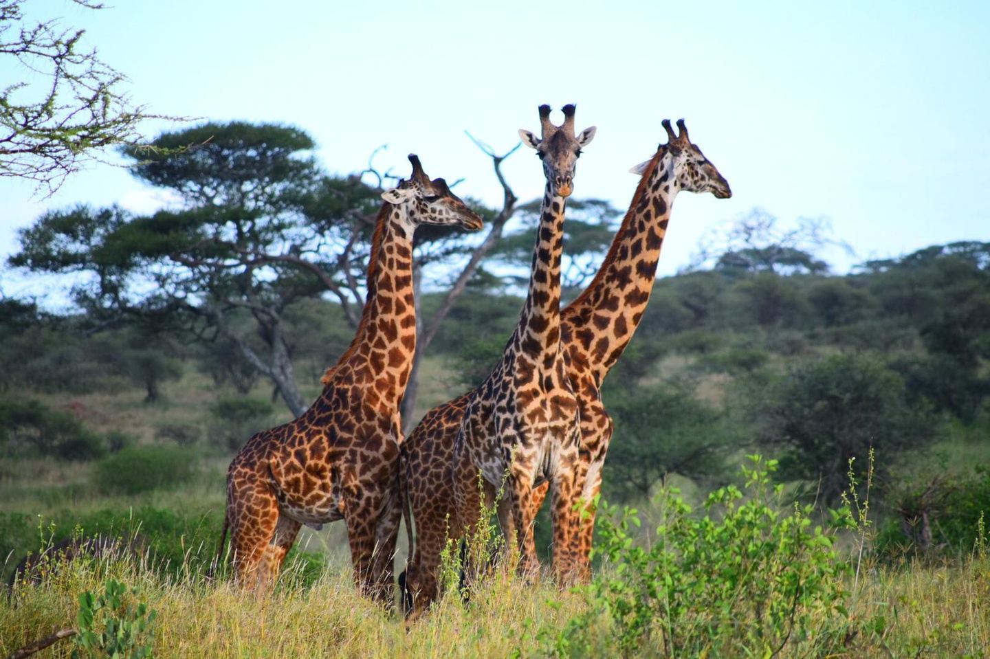 Tanzania safari holidays 4 days to Tarangire, Serengeti & Ngorongoro